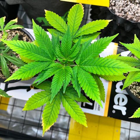 Sherbet growlog timeline photo