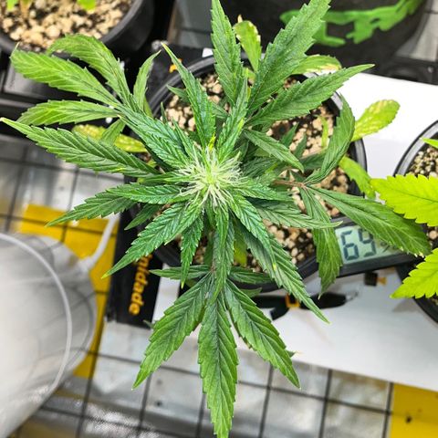 Auto Dentista growlog timeline photo