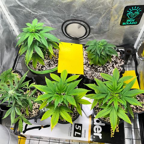 Mimosa Evo growlog timeline photo