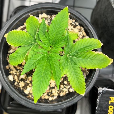 Wonder Pie growlog timeline photo