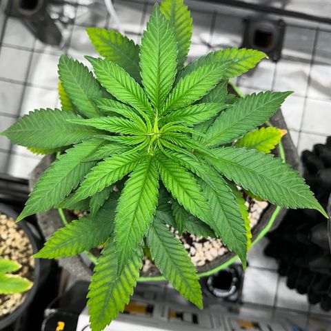 Mimosa Evo growlog timeline photo