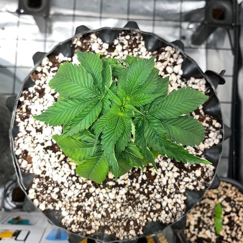 Grape Pie growlog timeline photo