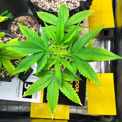 Zombie Bride growlog timeline photo