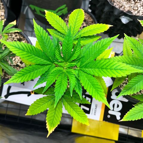 Sherbet growlog timeline photo