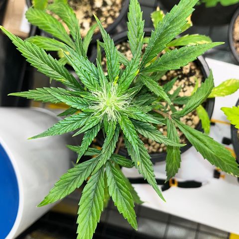 Auto Dentista growlog timeline photo