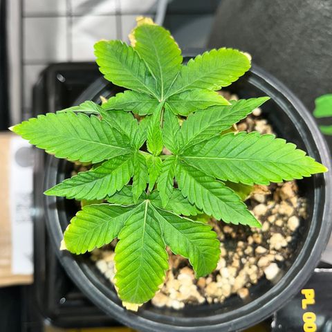 Wonder Pie growlog timeline photo