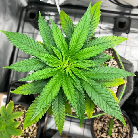 Mimosa Evo growlog timeline photo