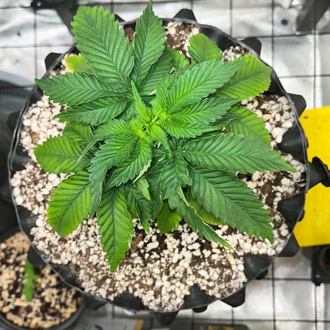 Grape Pie growlog timeline photo