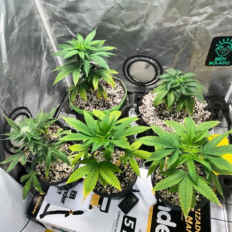 Mimosa Evo growlog timeline photo