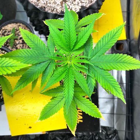 Zombie Bride growlog timeline photo