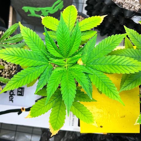 Sherbet growlog timeline photo