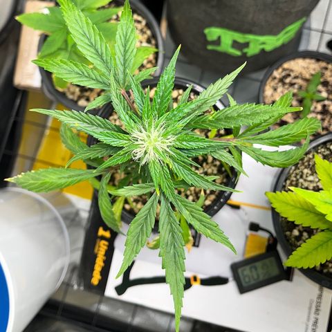 Auto Dentista growlog timeline photo