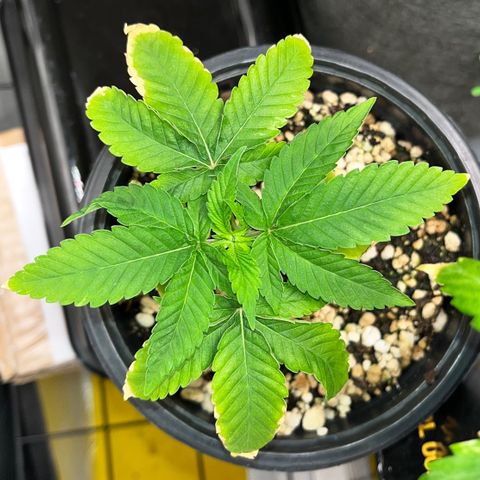 Wonder Pie growlog timeline photo