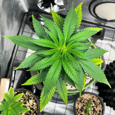 Mimosa Evo growlog timeline photo