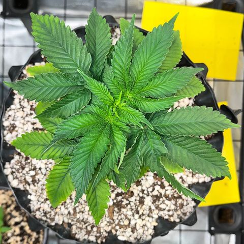 Grape Pie growlog timeline photo