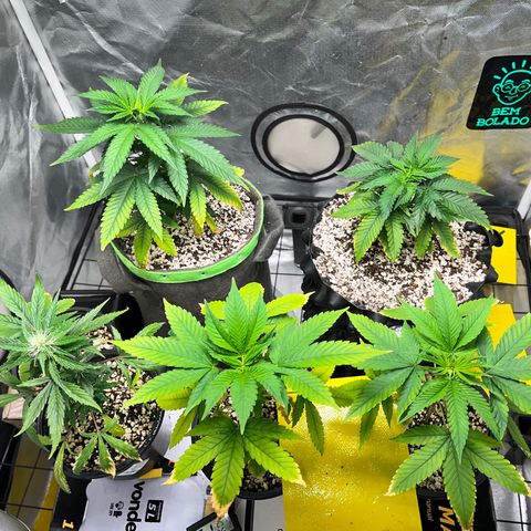 Mimosa Evo growlog timeline photo