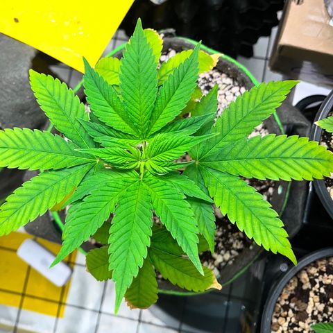 Sherbet growlog timeline photo