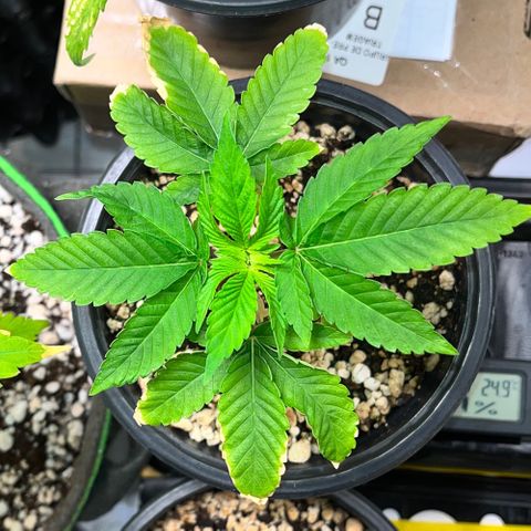 Wonder Pie growlog timeline photo