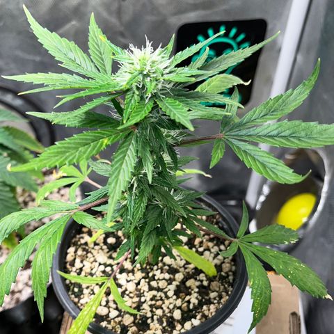 Auto Dentista growlog timeline photo