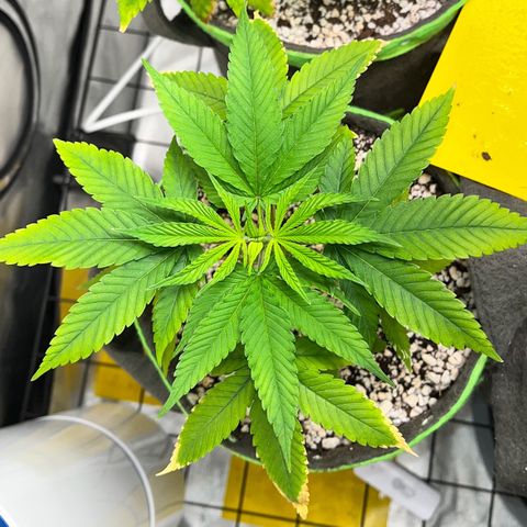 Zombie Bride growlog timeline photo