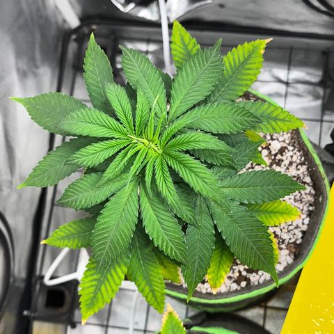 Mimosa Evo growlog timeline photo