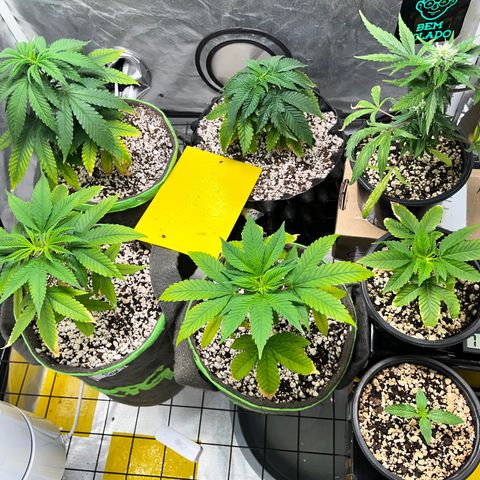 Mimosa Evo growlog timeline photo