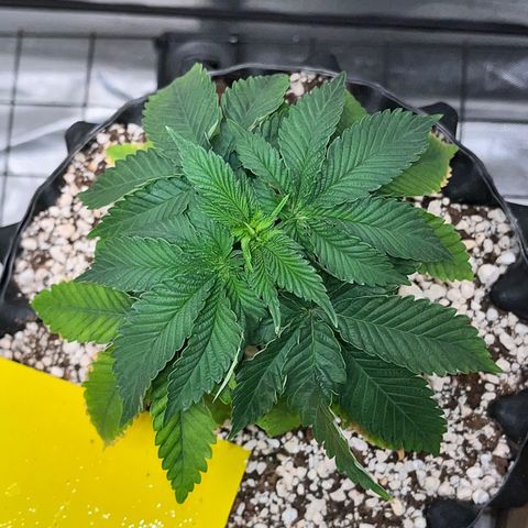 Grape Pie growlog timeline photo