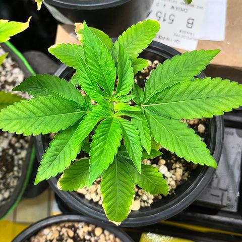 Wonder Pie growlog timeline photo