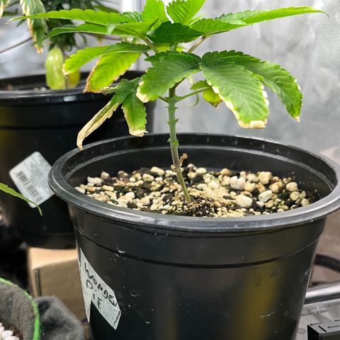 Wonder Pie growlog timeline photo