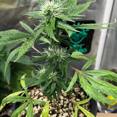 Auto Dentista growlog timeline photo