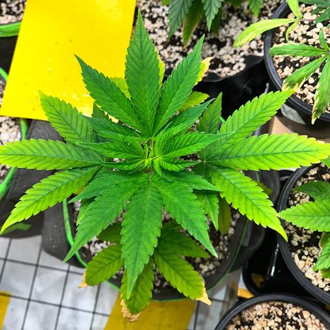Sherbet growlog timeline photo