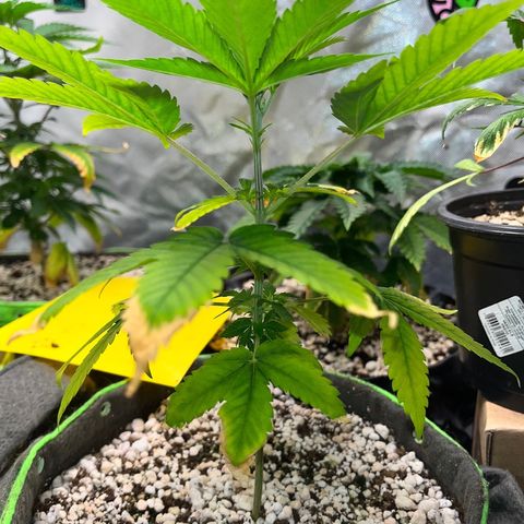 Sherbet growlog timeline photo