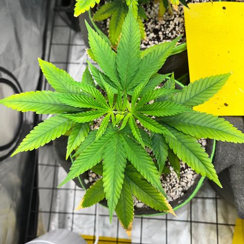 Zombie Bride growlog timeline photo
