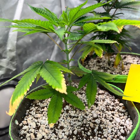 Zombie Bride growlog timeline photo