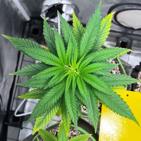 Mimosa Evo growlog timeline photo