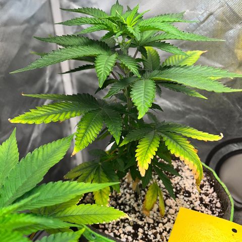 Mimosa Evo growlog timeline photo