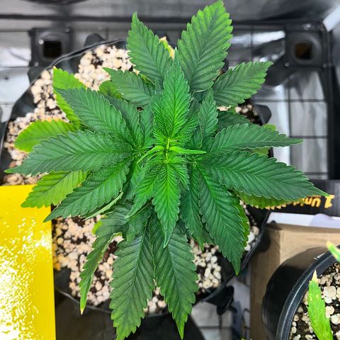 Grape Pie growlog timeline photo