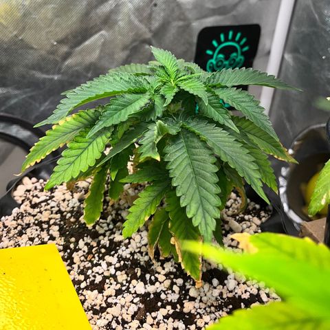 Grape Pie growlog timeline photo