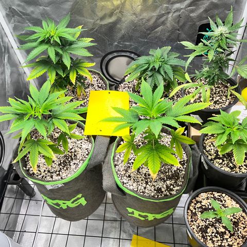 Mimosa Evo growlog timeline photo
