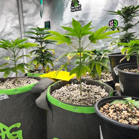 Mimosa Evo growlog timeline photo