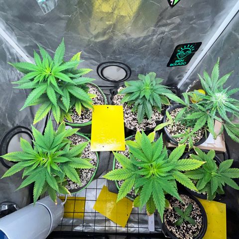 Mimosa Evo growlog timeline photo
