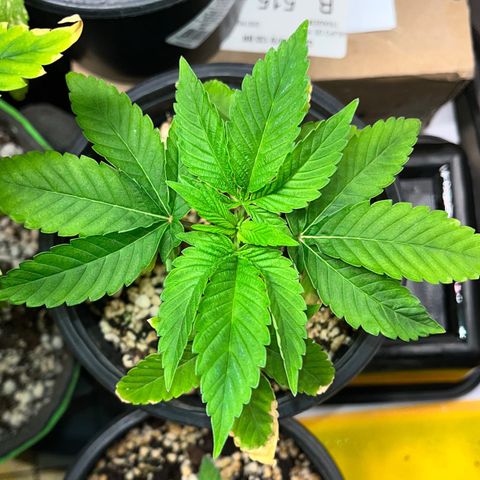 Wonder Pie growlog timeline photo