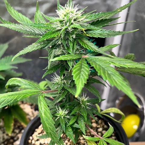 Auto Dentista growlog timeline photo