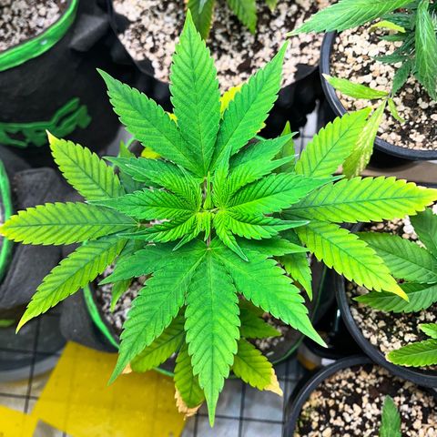 Sherbet growlog timeline photo