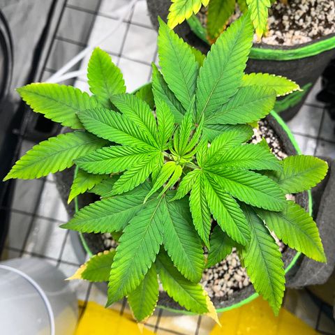 Zombie Bride growlog timeline photo