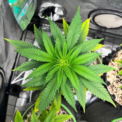 Mimosa Evo growlog timeline photo