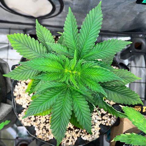 Grape Pie growlog timeline photo