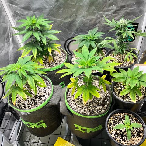 Mimosa Evo growlog timeline photo