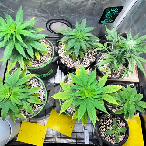 Mimosa Evo growlog timeline photo
