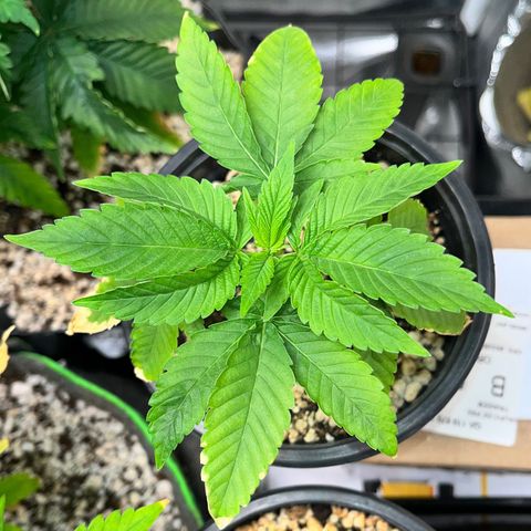 Wonder Pie growlog timeline photo